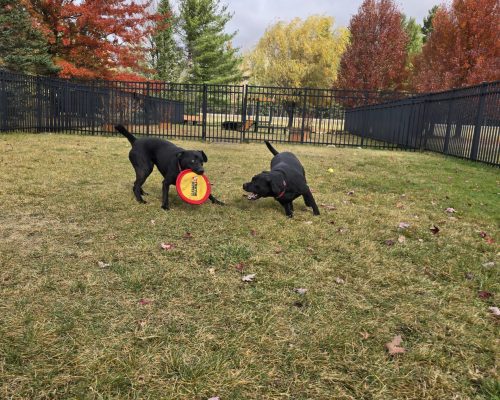 Little Traverse Bay Humane Society 2025